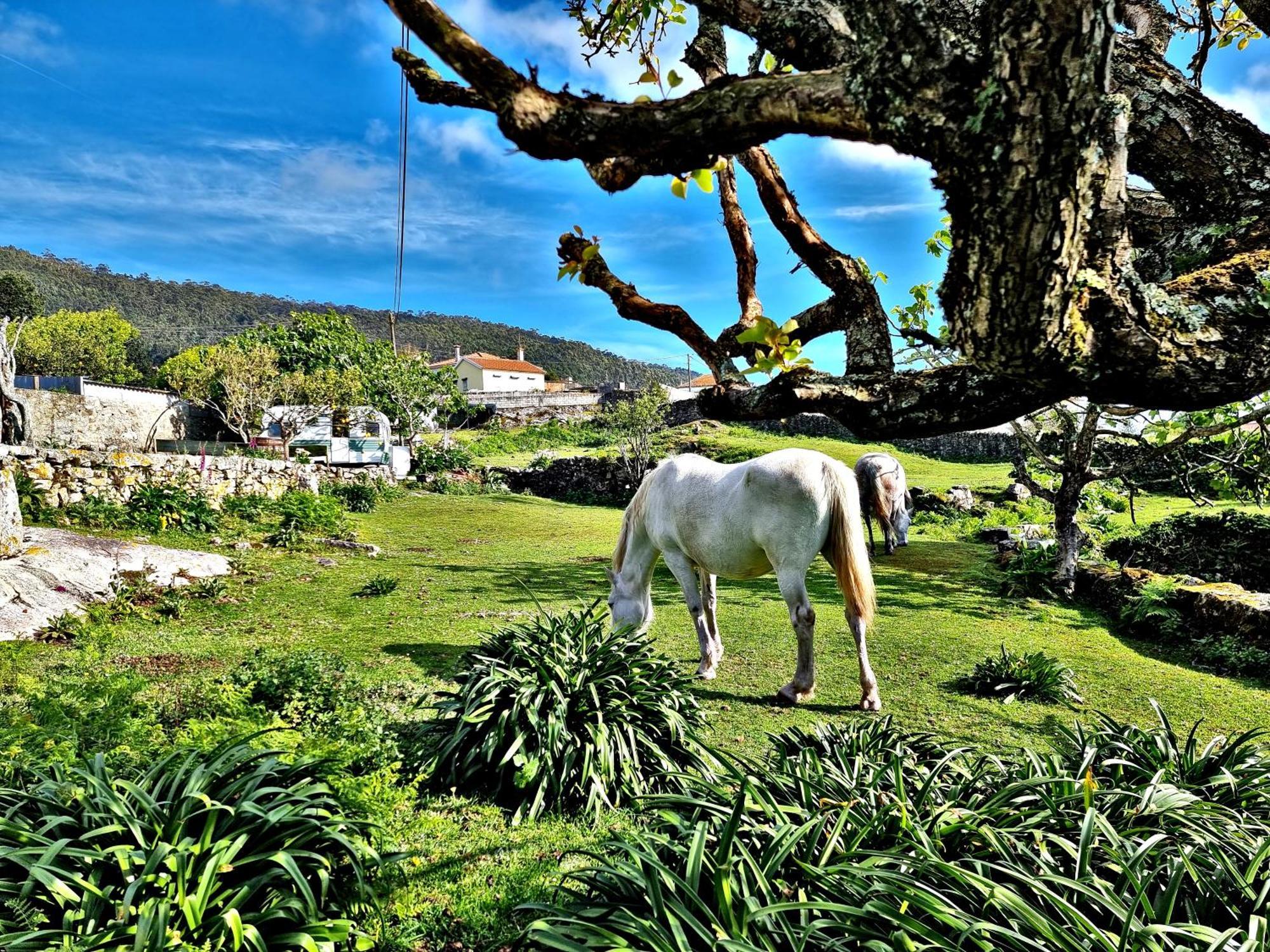 Albergue Casa Do Sardao Carreco Eksteriør bilde